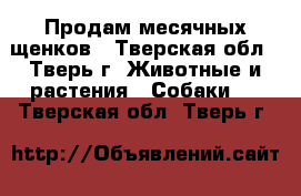 Продам месячных щенков - Тверская обл., Тверь г. Животные и растения » Собаки   . Тверская обл.,Тверь г.